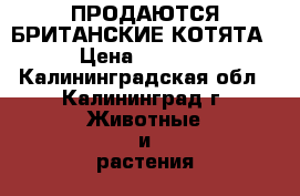 ПРОДАЮТСЯ БРИТАНСКИЕ КОТЯТА › Цена ­ 1 000 - Калининградская обл., Калининград г. Животные и растения » Кошки   